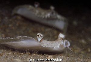 Oooooh baby ooooh! by Suzan Meldonian 